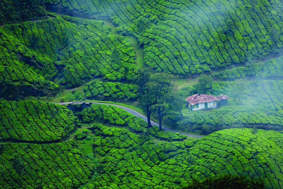 Kerala Honeymoon Packages