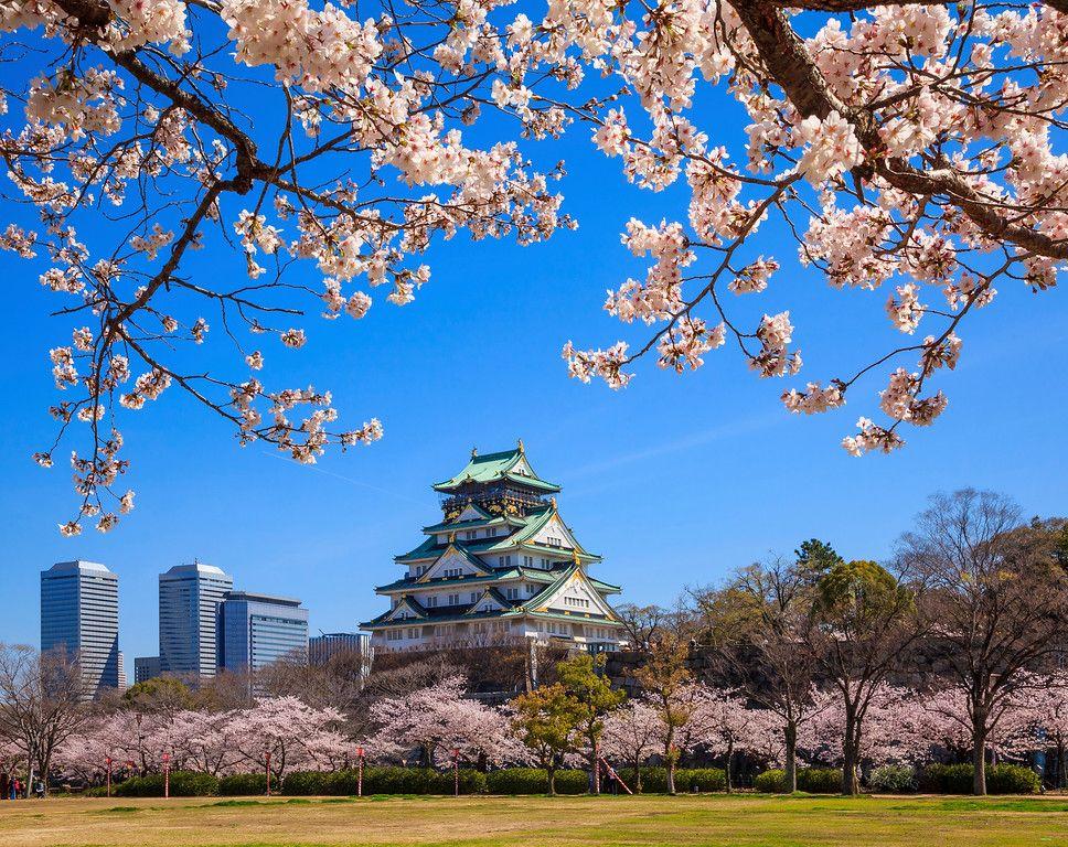 Japan Escapade (With Flights)