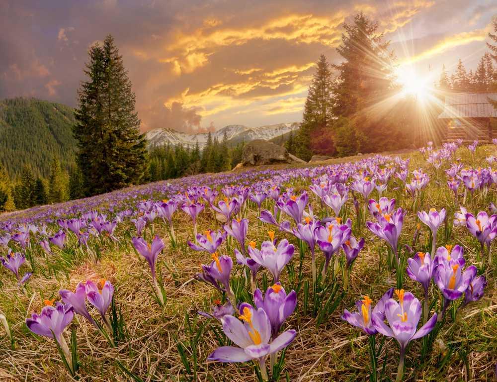 Valley of flowers